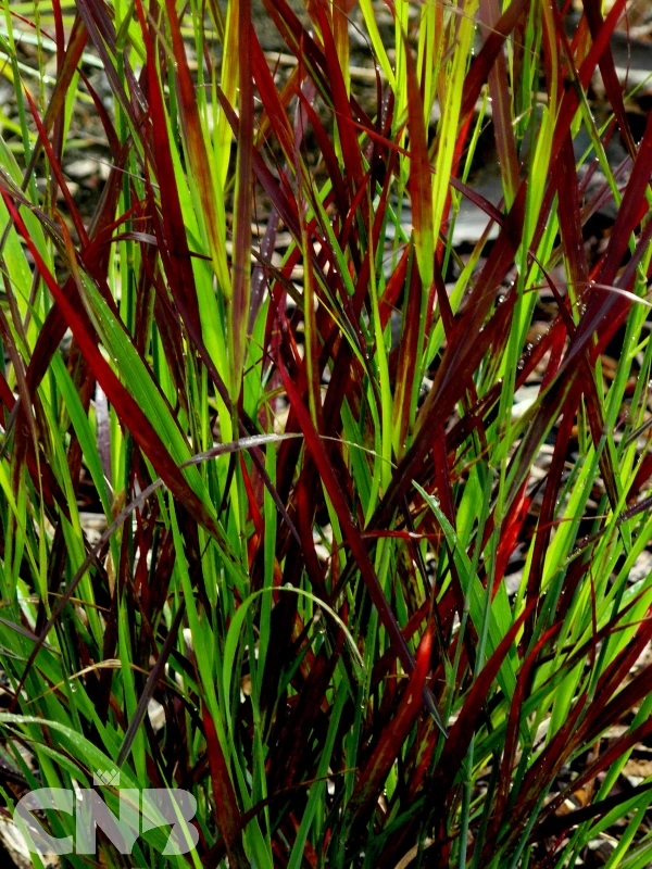 &#039;Sangria&#039; ®