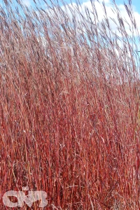 Red October ('IPG AGRO2'®)