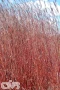 Red October ('IPG AGRO2'®)