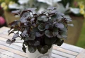 Pandora ('Boezem 2-204'®)