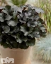 Pandora ('Boezem 2-204'®)