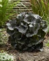 Pandora ('Boezem 2-204'®)