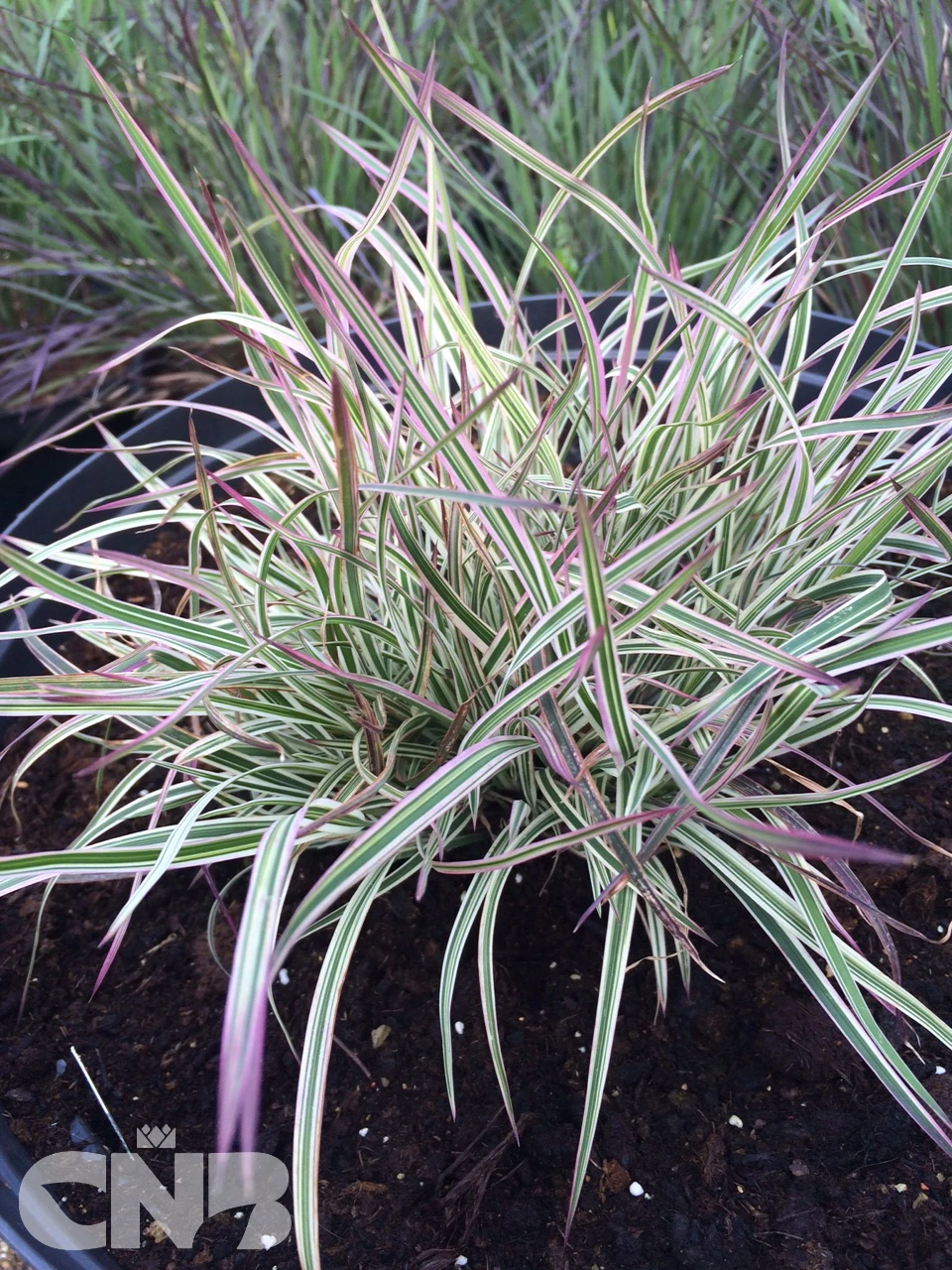 'Chameleon' ®