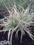 'Chameleon' ®