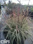 'Chameleon' ®