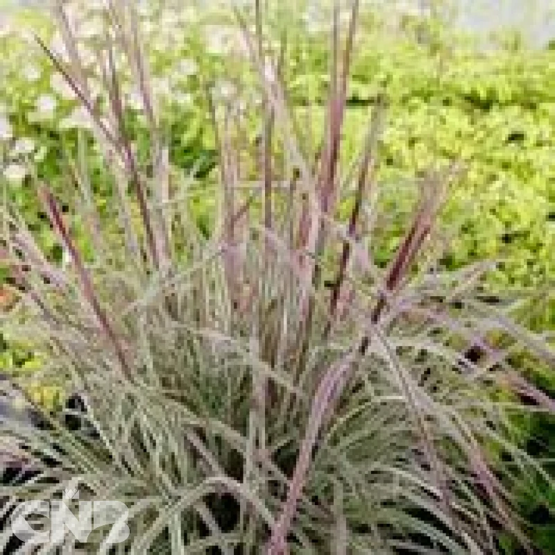 &#039;Chameleon&#039; ®