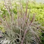 'Chameleon' ®
