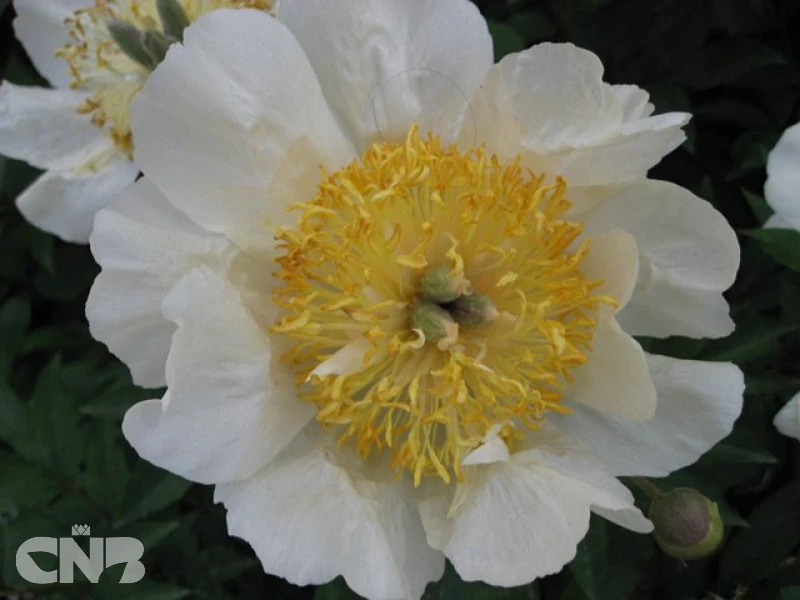 Claire de Lune