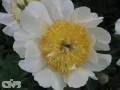 Claire de Lune