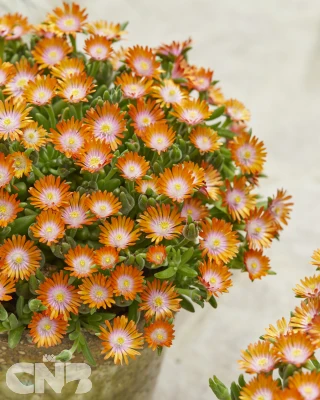 Delosperma Ice Cream™ Yellow