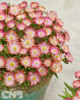 Delosperma Ice Cream™ Yellow