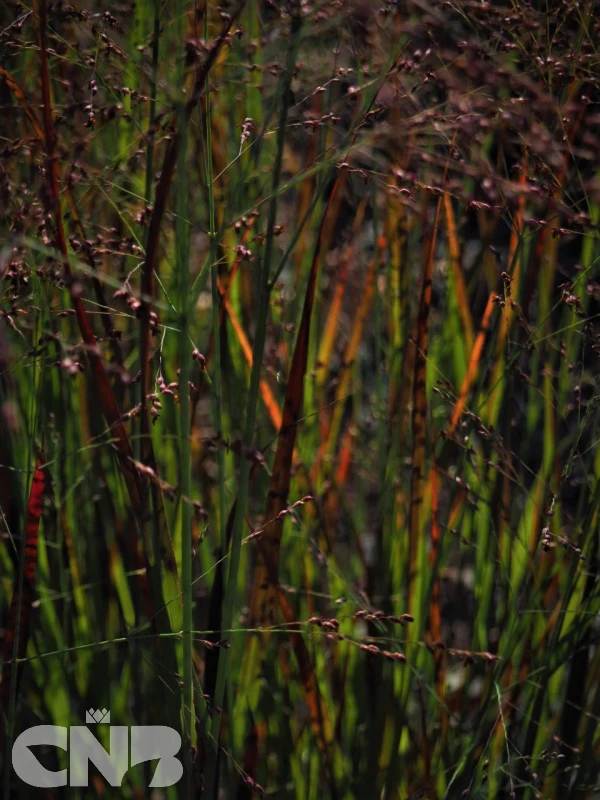 Cardinal