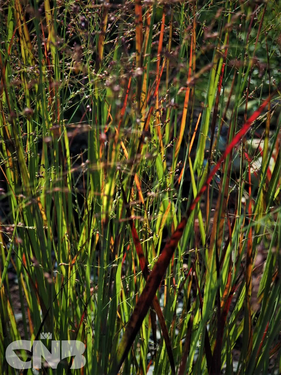 Cardinal