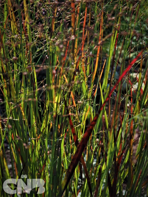 Cardinal