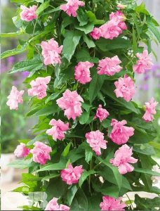 Censation™ Pink Lovers