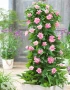 Pink lovers