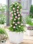 Pink lovers