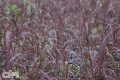 'Darkhawks'® (Blackhawks)